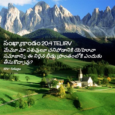 Picture 02 - సంఖ్యాకాండం 20:4 TELIRV - మేమూ మా పశువులూ - Bible Verse Picture