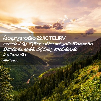 Picture 02 - సంఖ్యాకాండం 22:40 TELIRV - బాలాకు ఎడ్లు, - Bible Verse Picture