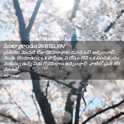 Picture 02 - సంఖ్యాకాండం 28:11 TELIRV - ప్రతినెల మొదటి - Bible Verse Picture