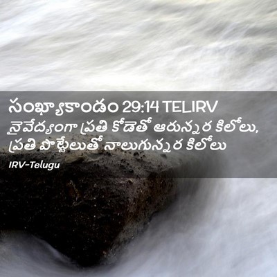 Picture 02 - సంఖ్యాకాండం 29:14 TELIRV - నైవేద్యంగా ప్రతి - Bible Verse Picture