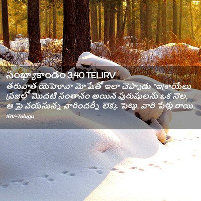 Picture 02 - సంఖ్యాకాండం 3:40 TELIRV - తరువాత యెహోవా - Bible Verse Picture