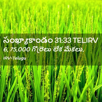 Picture 02 - సంఖ్యాకాండం 31:33 TELIRV - 6, 75,000 గొర్రెలు లేక - Bible Verse Picture