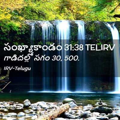Picture 02 - సంఖ్యాకాండం 31:38 TELIRV - గాడిదల్లో సగం 30, - Bible Verse Picture