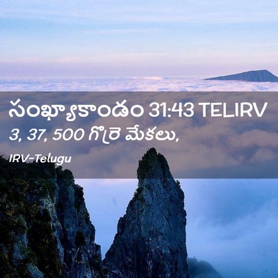 Picture 02 - సంఖ్యాకాండం 31:43 TELIRV - 3, 37, 500 గొర్రె - Bible Verse Picture