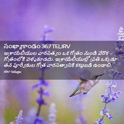 Picture 02 - సంఖ్యాకాండం 36:7 TELIRV - ఇశ్రాయేలీయుల - Bible Verse Picture