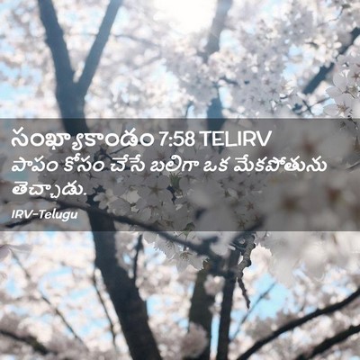Picture 02 - సంఖ్యాకాండం 7:58 TELIRV - పాపం కోసం చేసే - Bible Verse Picture