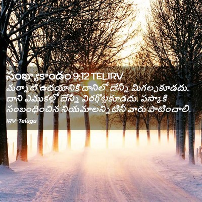 Picture 02 - సంఖ్యాకాండం 9:12 TELIRV - మర్నాటి ఉదయానికి - Bible Verse Picture
