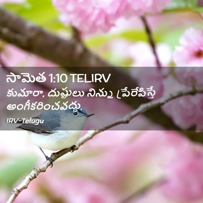 Picture 02 - సామెత 1:10 TELIRV - కుమారా, దుష్టులు - Bible Verse Picture