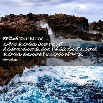 Picture 02 - సామెత 10:5 TELIRV - బుద్ధిగల కుమారుడు - Bible Verse Picture