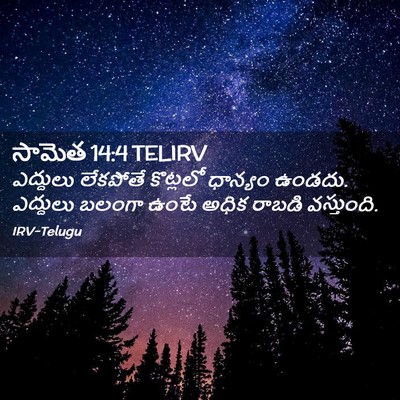 Picture 02 - సామెత 14:4 TELIRV - ఎద్దులు లేకపోతే - Bible Verse Picture
