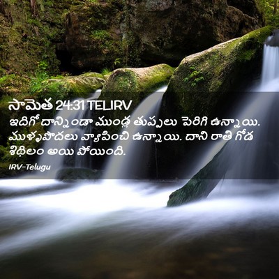 Picture 02 - సామెత 24:31 TELIRV - ఇదిగో దాన్నిండా - Bible Verse Picture
