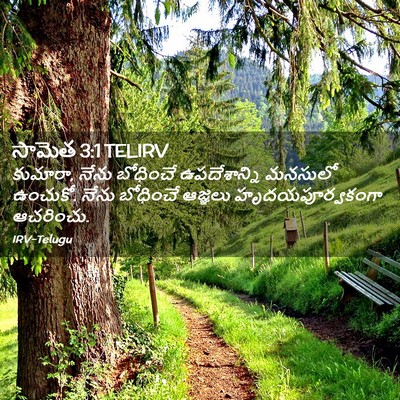 Picture 02 - సామెత 3:1 TELIRV - కుమారా, నేను - Bible Verse Picture