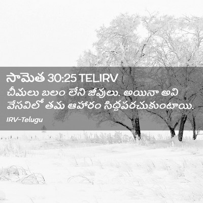 Picture 02 - సామెత 30:25 TELIRV - చీమలు బలం లేని - Bible Verse Picture