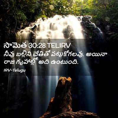 Picture 02 - సామెత 30:28 TELIRV - నీవు బల్లిని - Bible Verse Picture