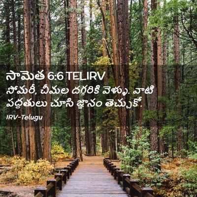 Picture 02 - సామెత 6:6 TELIRV - సోమరీ, చీమల - Bible Verse Picture