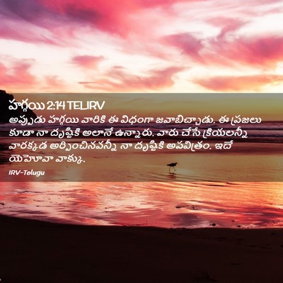 Picture 02 - హగ్గయి 2:14 TELIRV - అప్పుడు హగ్గయి - Bible Verse Picture