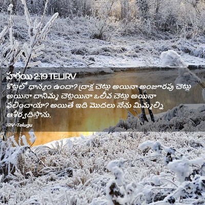 Picture 02 - హగ్గయి 2:19 TELIRV - కొట్లలో ధాన్యం - Bible Verse Picture