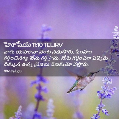 Picture 02 - హోషేయ 11:10 TELIRV - వారు యెహోవా వెంట - Bible Verse Picture