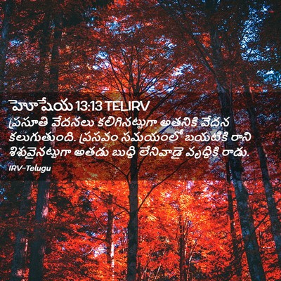 Picture 02 - హోషేయ 13:13 TELIRV - ప్రసూతి వేదనలు - Bible Verse Picture