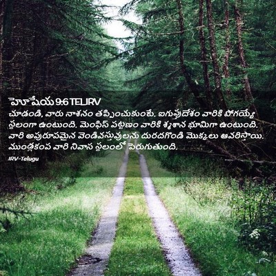 Picture 02 - హోషేయ 9:6 TELIRV - చూడండి, వారు నాశనం - Bible Verse Picture