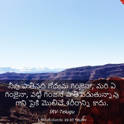 Picture 03 - 1 కొరింథీయులకు 15:37 TELIRV - నీవు పాతినది - Bible Verse Picture