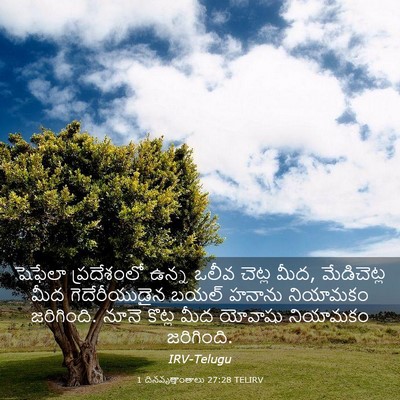 Picture 03 - 1 దినవృత్తాంతాలు 27:28 TELIRV - షెఫేలా ప్రదేశంలో - Bible Verse Picture