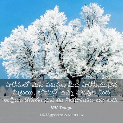 Picture 03 - 1 దినవృత్తాంతాలు 27:29 TELIRV - షారోనులో మేసే - Bible Verse Picture