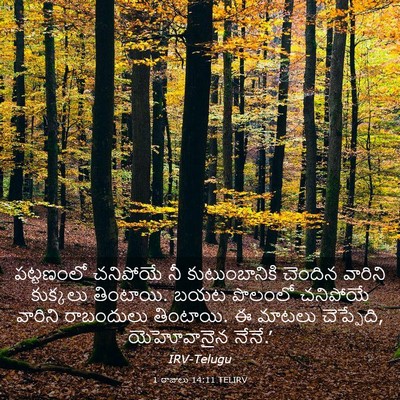 Picture 03 - 1 రాజులు 14:11 TELIRV - పట్టణంలో చనిపోయే - Bible Verse Picture