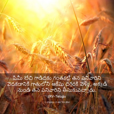 Picture 03 - 1 రాజులు 2:40 TELIRV - షిమీ లేచి గాడిదకు - Bible Verse Picture