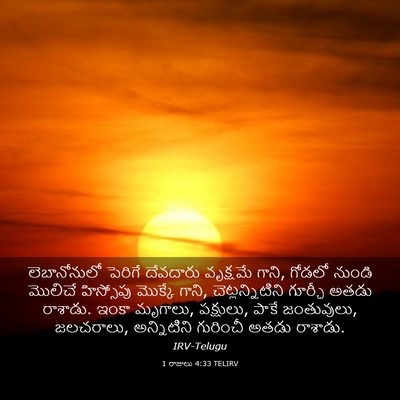 Picture 03 - 1 రాజులు 4:33 TELIRV - లెబానోనులో పెరిగే - Bible Verse Picture