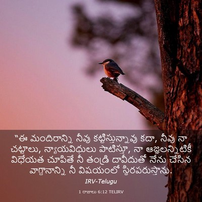 Picture 03 - 1 రాజులు 6:12 TELIRV - “ఈ మందిరాన్ని - Bible Verse Picture