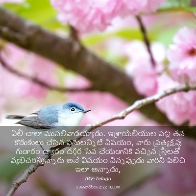 Picture 03 - 1 సమూయేలు 2:22 TELIRV - ఏలీ చాలా - Bible Verse Picture