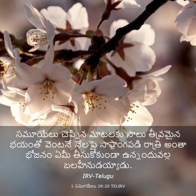 Picture 03 - 1 సమూయేలు 28:20 TELIRV - సమూయేలు చెప్పిన - Bible Verse Picture
