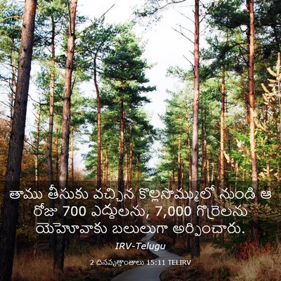 Picture 03 - 2 దినవృత్తాంతాలు 15:11 TELIRV - తాము తీసుకు - Bible Verse Picture