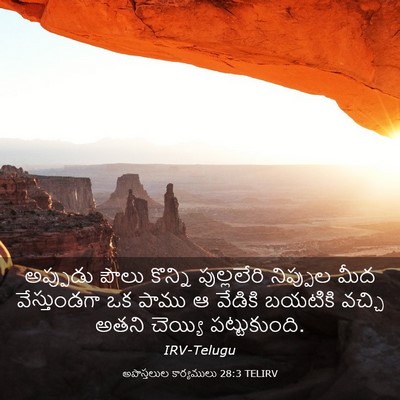 Picture 03 - అపొస్తలుల కార్యములు 28:3 TELIRV - అప్పుడు పౌలు - Bible Verse Picture
