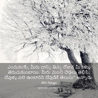 Picture 03 - ఆదికాండం 3:5 TELIRV - ఎందుకంటే, మీరు - Bible Verse Picture