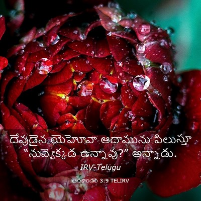 Picture 03 - ఆదికాండం 3:9 TELIRV - దేవుడైన యెహోవా - Bible Verse Picture