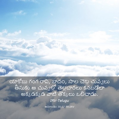 Picture 03 - ఆదికాండం 30:37 TELIRV - యాకోబు గంగ రావి, - Bible Verse Picture
