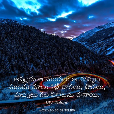 Picture 03 - ఆదికాండం 30:39 TELIRV - అప్పుడు ఆ మందలు ఆ - Bible Verse Picture