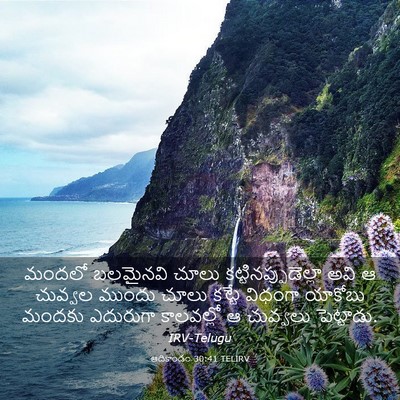 Picture 03 - ఆదికాండం 30:41 TELIRV - మందలో బలమైనవి - Bible Verse Picture