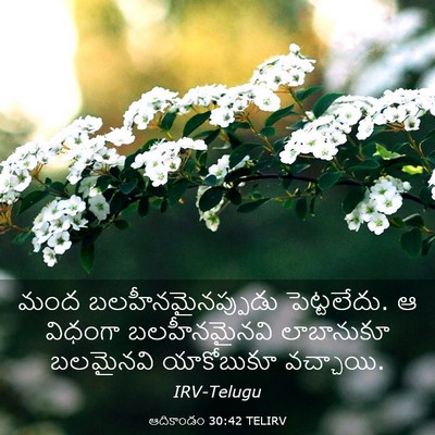 Picture 03 - ఆదికాండం 30:42 TELIRV - మంద - Bible Verse Picture