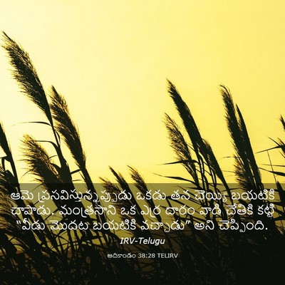 Picture 03 - ఆదికాండం 38:28 TELIRV - ఆమె - Bible Verse Picture
