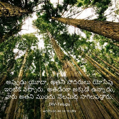 Picture 03 - ఆదికాండం 44:14 TELIRV - అప్పుడు యూదా, అతని - Bible Verse Picture