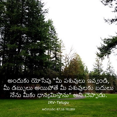 Picture 03 - ఆదికాండం 47:16 TELIRV - అందుకు యోసేపు “మీ - Bible Verse Picture
