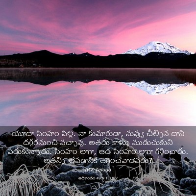 Picture 03 - ఆదికాండం 49:9 TELIRV - యూదా సింహం పిల్ల. - Bible Verse Picture