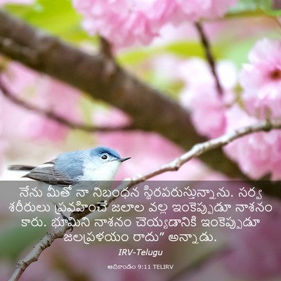 Picture 03 - ఆదికాండం 9:11 TELIRV - నేను మీతో నా - Bible Verse Picture