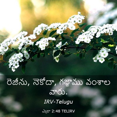 Picture 03 - ఎజ్రా 2:48 TELIRV - రెజీను, నెకోదా, - Bible Verse Picture