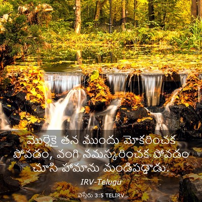 Picture 03 - ఎస్తేరు 3:5 TELIRV - మొర్దెకై తన ముందు - Bible Verse Picture