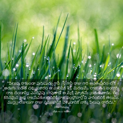 Picture 03 - ఎస్తేరు 4:11 TELIRV - “పిలుపు రాకుండా - Bible Verse Picture