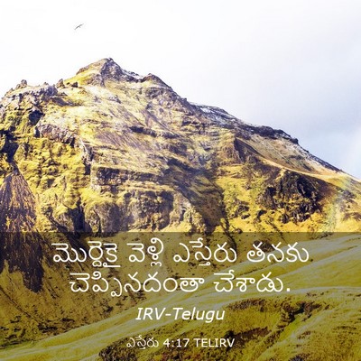 Picture 03 - ఎస్తేరు 4:17 TELIRV - మొర్దెకై వెళ్లి - Bible Verse Picture